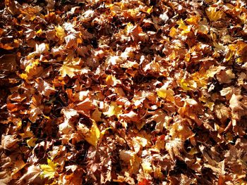 Close-up of maple leaves fallen on field during autumn