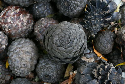 Close-up of pine cone