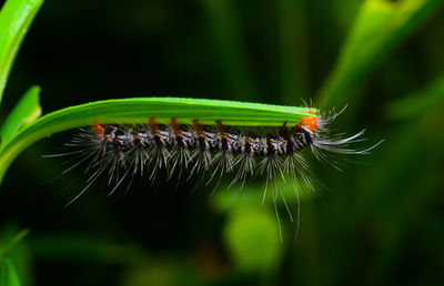 Caterpillar with leaves