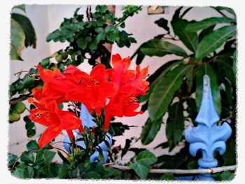 Close-up of red flower