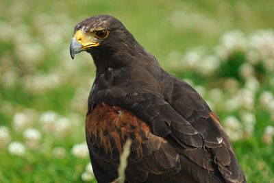 Close-up of bird of prey