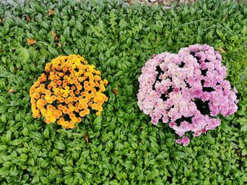 High angle view of pink flowering plants