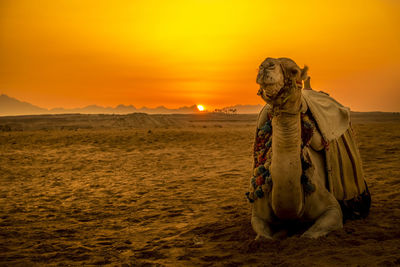 Camel sitting on sand in desert against clear sky during sunset