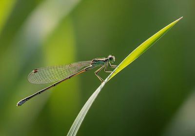 dragonflies and damseflies
