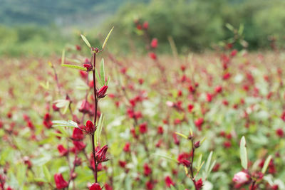 Close-up of red flowering plant on field