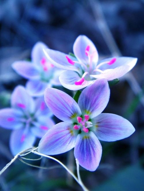 flower, petal, freshness, fragility, flower head, close-up, focus on foreground, growth, beauty in nature, nature, pink color, blooming, plant, in bloom, selective focus, stamen, blossom, day, no people, bud