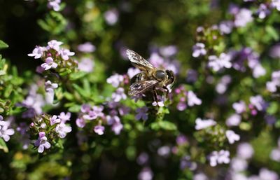 Close-up of butterfly pollinating on flower