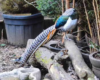 Close-up of bird perching on wood