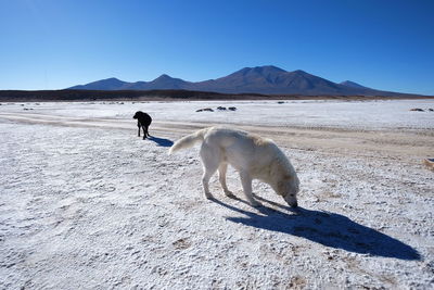 Full length of dog walking on beach against clear sky