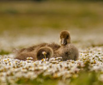 View of duckling sat in flowers  on field