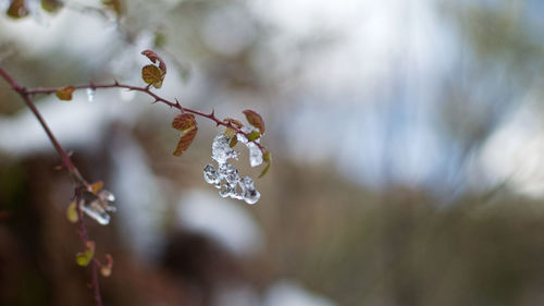 Close-up of water drops on plant