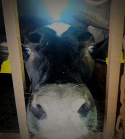 Portrait of cow in stable