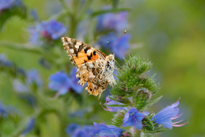 Close-up of butterfly pollinating on purple flower