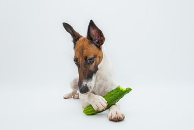 View of a dog over white background