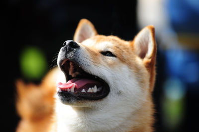 Close-up of dog looking away