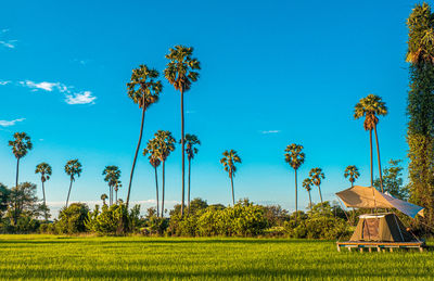 Palm trees on field against blue sky