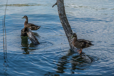 Two female mallard ducks standing peacefully in the shade on logs sticking out of the water 