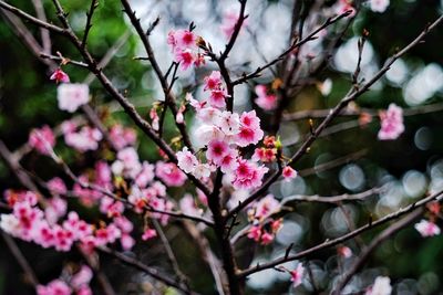 Close-up of pink cherry blossoms in spring