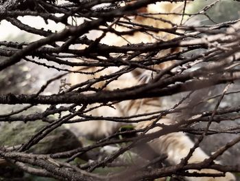 Low angle view of bare tree in forest