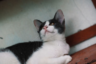 Close-up portrait of white cat