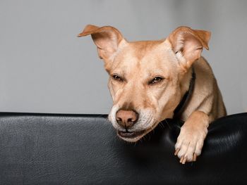 Close-up portrait of dog