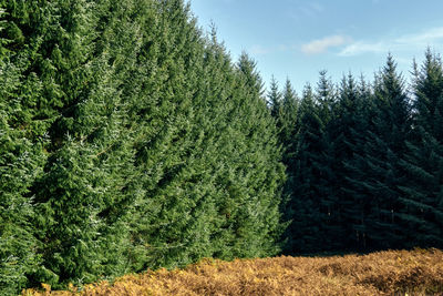 Conifer trees and bracket ferns with a blue sky.