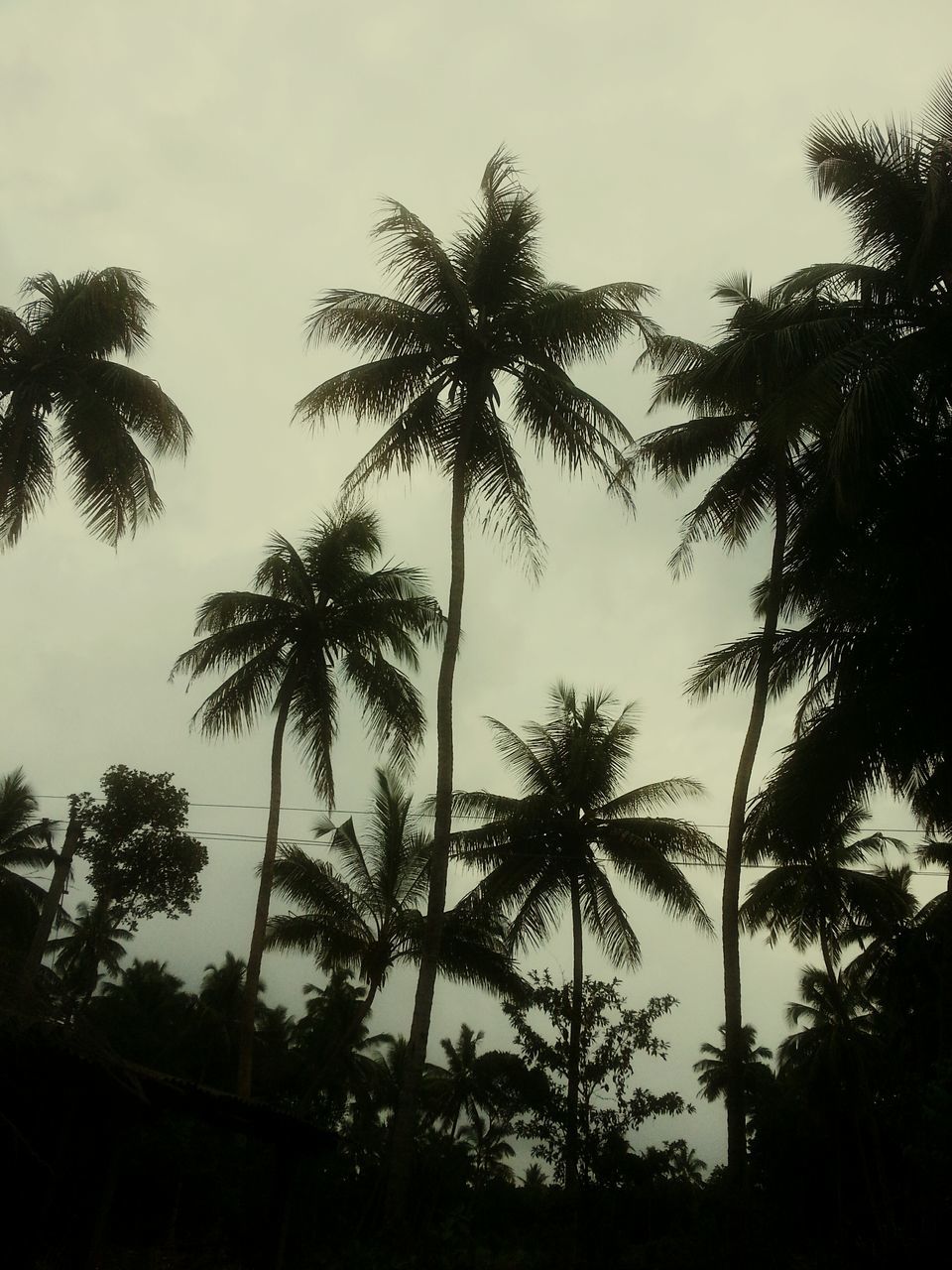 tree, palm tree, low angle view, sky, growth, tranquility, nature, tree trunk, beauty in nature, scenics, tall - high, tranquil scene, cloud - sky, outdoors, coconut palm tree, no people, outline, day, cloud, idyllic, cloudy, green color