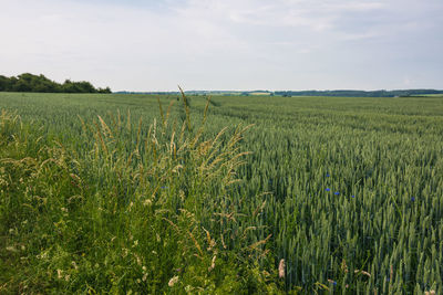 Scenic view of agricultural field against sky