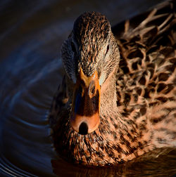 Close-up of a duck