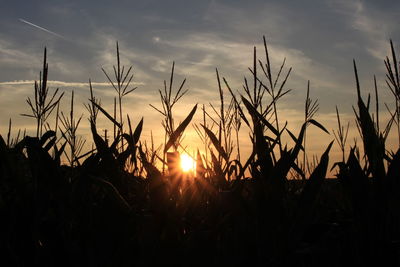 Silhouette plants growing on field against sky during sunset