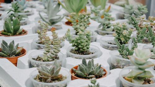 Full frame shot of succulent plants for sale at market