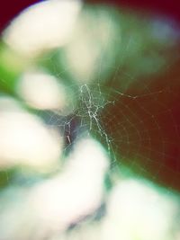 Close-up of spider web