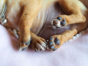 Close-up of a dog sleeping