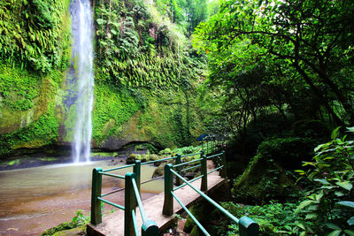 Scenic view of waterfall in forest