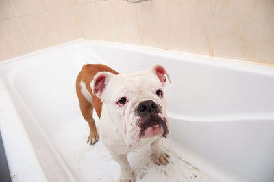 High angle view of dog in bathroom