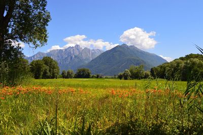 Scenic view of grassy field by mountains against sky