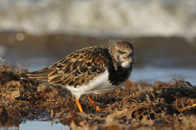 Close-up of bird perching on a land