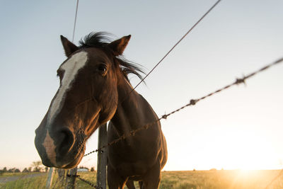 Low angle view of horse standing by fence during sunset