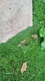 Close-up high angle view of grass