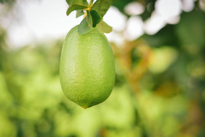 Close-up of fruit growing on tree