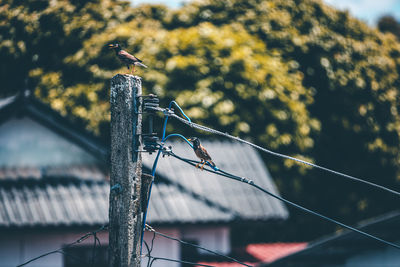 Close-up of bird perching on cable against blurred background