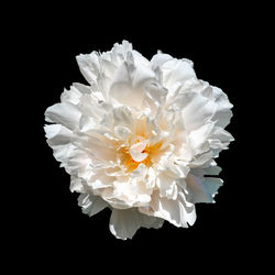 Close-up of white rose against black background