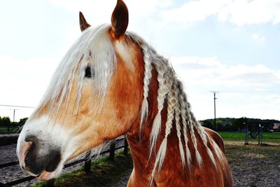 Horse in ranch