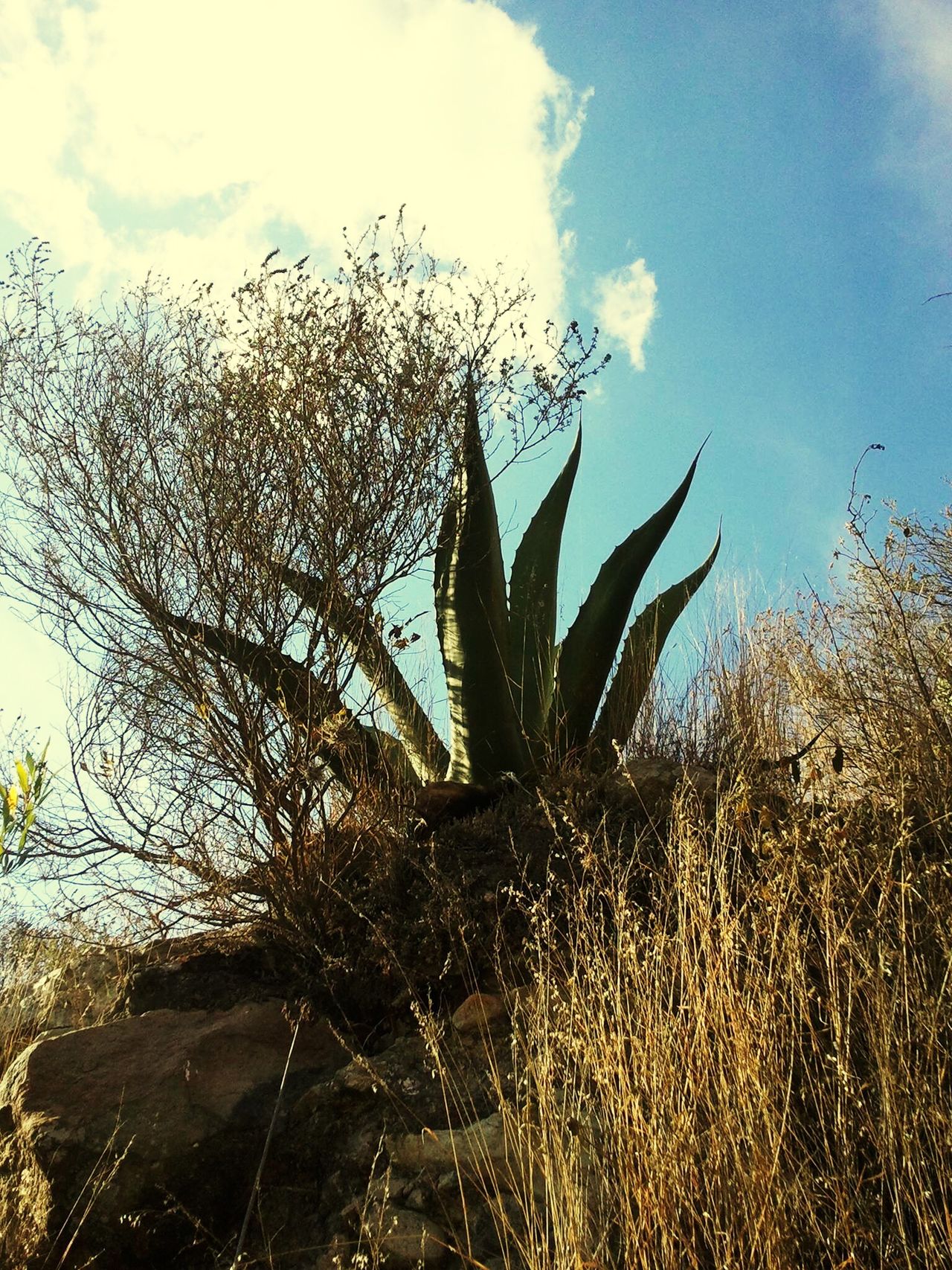 Peña de Bernal