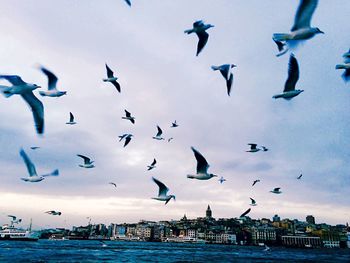 Seagull flying over sea