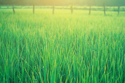 Scenic view of wheat field