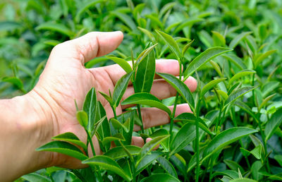 Close-up of hand holding plant leaves