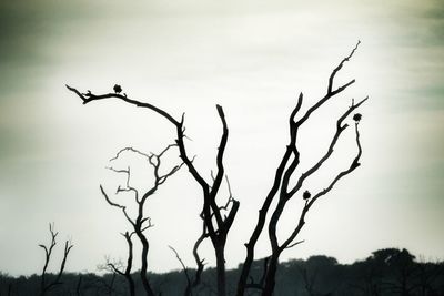 Silhouette of bare tree against sky