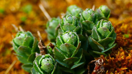 Full frame shot of vegetables