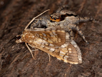 Close-up of spider